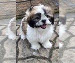 Small #6 Shih Tzu