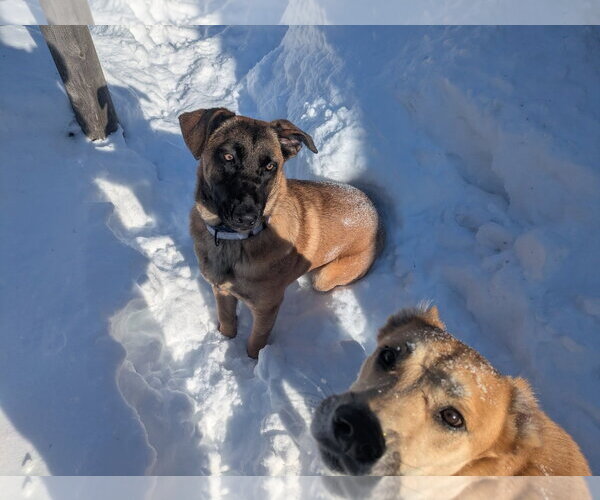 Medium Photo #25 German Shepherd Dog-Unknown Mix Puppy For Sale in Sebec, ME, USA