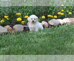 Small Photo #42 Bichon Frise Puppy For Sale in HUMBOLDT, IL, USA