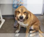 Small Labloodhound