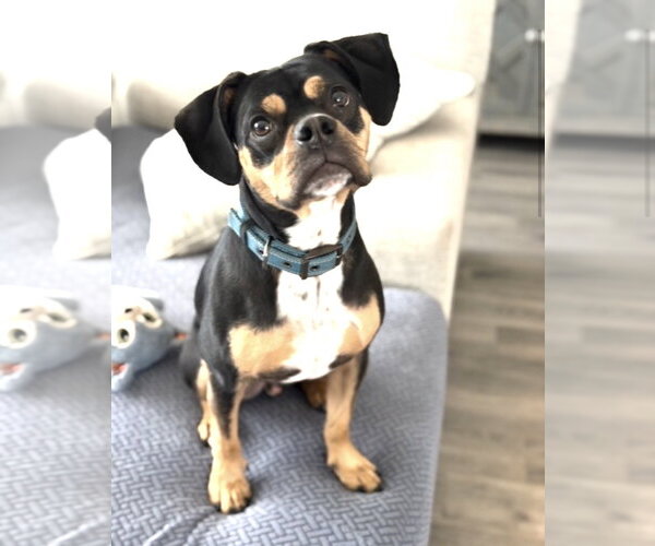 Medium Photo #2 Boxer-Unknown Mix Puppy For Sale in Katy, TX, USA