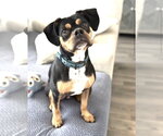 Small #1 Boxer Mix
