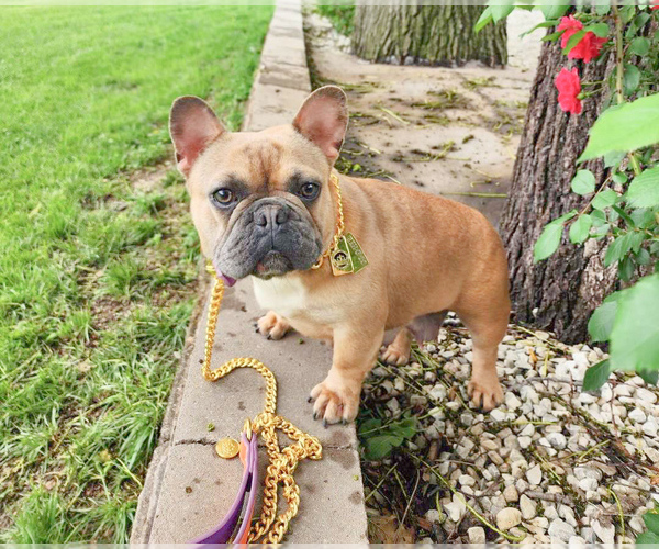 Medium Photo #3 French Bulldog Puppy For Sale in GRANDVIEW, MO, USA