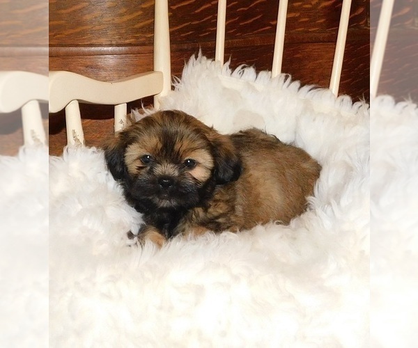 Medium Photo #2 Shih Tzu Puppy For Sale in WARRENSBURG, MO, USA