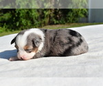 Small #4 Miniature Australian Shepherd