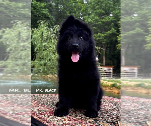 Medium Photo #3 German Shepherd Dog Puppy For Sale in GADSDEN, AL, USA