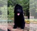 Small #2 German Shepherd Dog