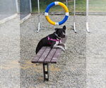 Small #22 American Staffordshire Terrier