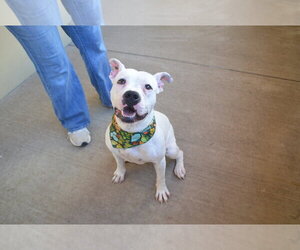 Casper - Male American Pit Bull Terrier-Unknown Mix Dog for Adoption - Photo #2