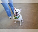 Small Photo #2 American Pit Bull Terrier-Unknown Mix Puppy For Sale in McKinney, TX, USA