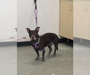 Dachshund-Unknown Mix Dogs for adoption in Camarillo, CA, USA