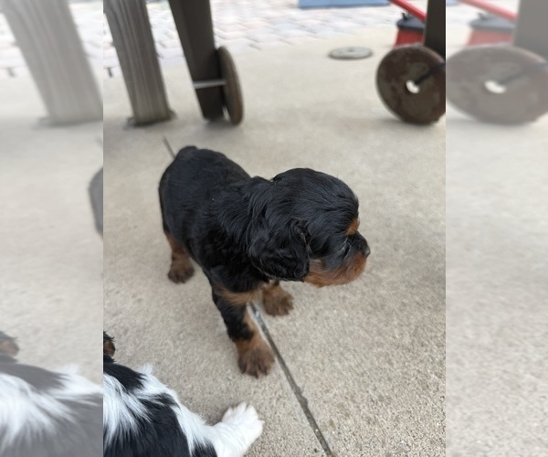Medium Photo #35 Cavapoo (Miniature) Puppy For Sale in SAINT FRANCIS, MN, USA