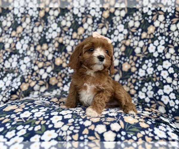 Medium Photo #3 Cavapoo (Miniature) Puppy For Sale in LAKELAND, FL, USA