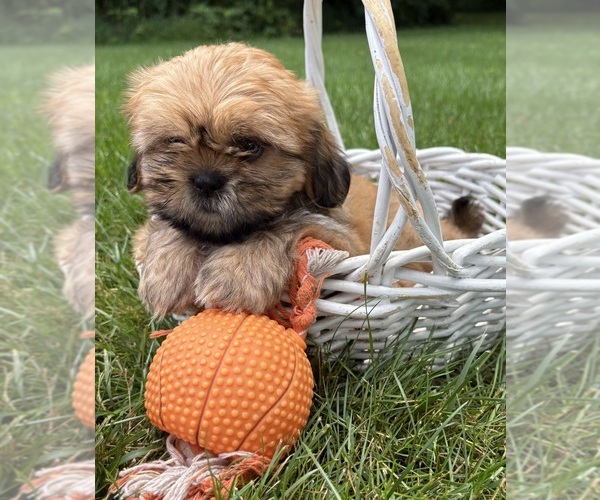 Medium Photo #2 Shih Tzu Puppy For Sale in MIDDLEBURY, IN, USA