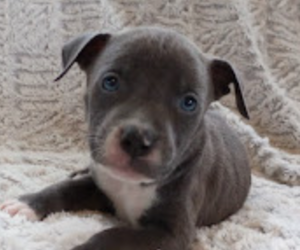 American Bully Puppy for sale in MUSKEGON, MI, USA