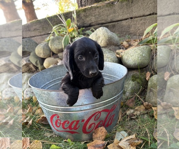 Medium Photo #2 Dachshund Puppy For Sale in MIDDLEBURY, IN, USA