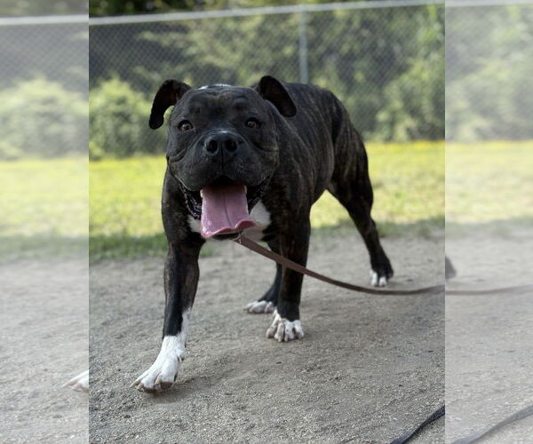 Medium Photo #5 American Bulldog-Unknown Mix Puppy For Sale in Virginia Beach, VA, USA
