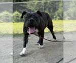 Small #4 American Bulldog Mix