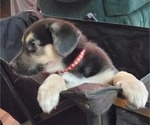 Small Photo #8 Beagle-Siberian Husky Mix Puppy For Sale in SPRINGFIELD, OR, USA