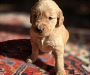 Golden Retriever Puppy for sale in HAMMONTON, NJ, USA