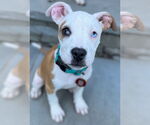 Small #11 American Pit Bull Terrier Mix
