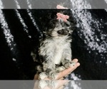 Small Photo #3 Maltipoo Puppy For Sale in WARSAW, IN, USA