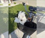 Small #6 Miniature Bernedoodle