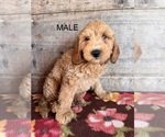 Small #4 Goldendoodle mix (+ Poodle Miniature)
