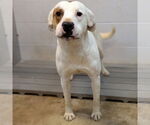 Small #13 Mutt