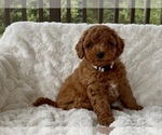 Puppy Annabelle Goldendoodle (Miniature)