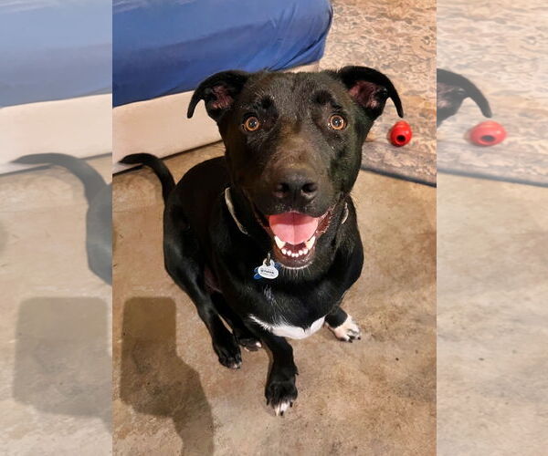 Medium Photo #4 American Staffordshire Terrier-Basset Hound Mix Puppy For Sale in Minneapolis, MN, USA