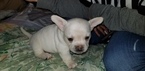 Small Photo #1 French Bullhuahua Puppy For Sale in DARLINGTON, RI, USA