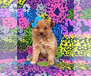 Pomeranian-Poodle (Toy) Mix Puppy for sale in LINCOLN UNIV, PA, USA