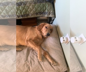Golden Retriever Puppy for sale in PENNVILLE, IN, USA