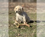 Small Photo #8 Labrador Retriever Puppy For Sale in GLADSTONE, VA, USA