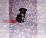 Small #1 YorkiePoo