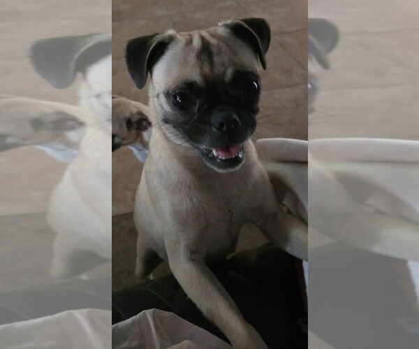 Medium Photo #4 Pug Puppy For Sale in San Antonio, TX, USA