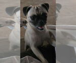 Small #3 Pug
