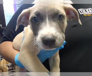 Mutt Dogs for adoption in Tulsa, OK, USA