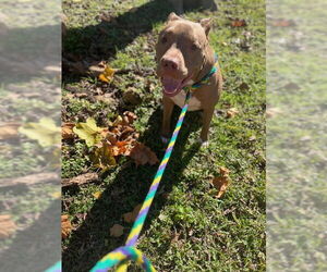 Chester - Male American Staffordshire Terrier Dog for Adoption - Photo #6