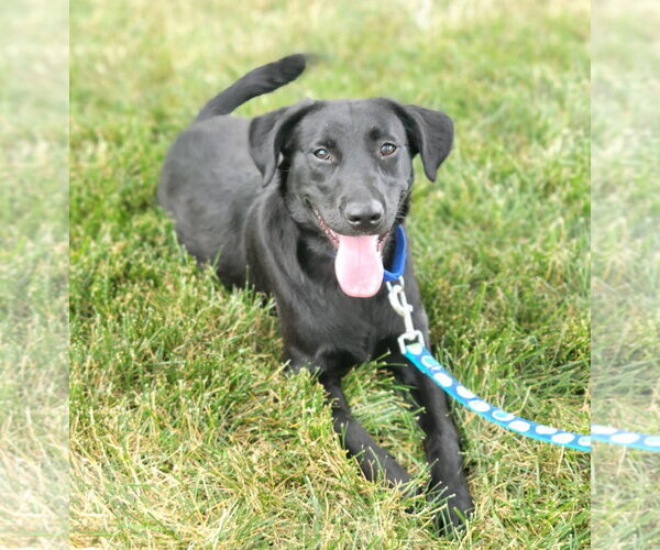 Medium Photo #4 Labrador Retriever-Unknown Mix Puppy For Sale in Lancaster, PA, USA
