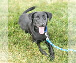Small #3 Labrador Retriever Mix