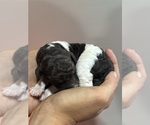 Image preview for Ad Listing. Nickname: Jax