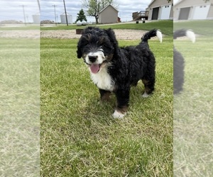 Medium Bernedoodle