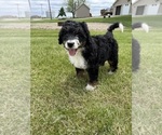 Puppy Aunt Bee Bernedoodle