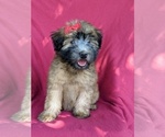 Small Photo #4 Soft Coated Wheaten Terrier Puppy For Sale in LANCASTER, PA, USA