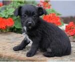 Small Photo #3 Foodle Puppy For Sale in FREDERICKSBG, OH, USA