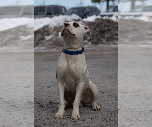 Medium Photo #8 Mutt Puppy For Sale in Rustburg, VA, USA