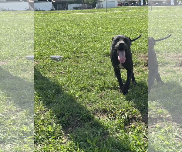 Medium Photo #2 American Pit Bull Terrier-Unknown Mix Puppy For Sale in Corning, AR, USA