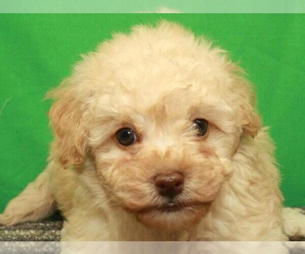 Medium Photo #13 Havanese-Poodle (Toy) Mix Puppy For Sale in SHAWNEE, OK, USA